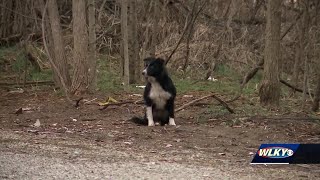Woman charged after nearly 100 animals removed from 'deplorable' conditions
