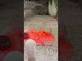 🫙lnsane glass Bottle Breaks you can t skip! #shorts #viral #wow