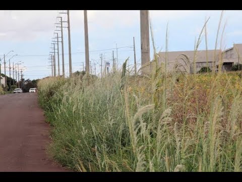 Secretária do Meio Ambiente intensifica fiscalização em terrenos com mato alto