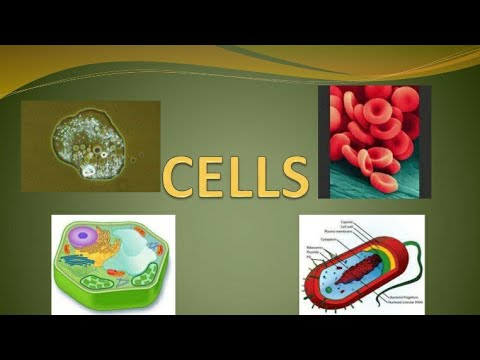 What Is the Cell Details ||Prokaryotic and Eukaryotic || Edu With Ruchi