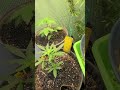 Autoflowers transplant or start in final pot size?