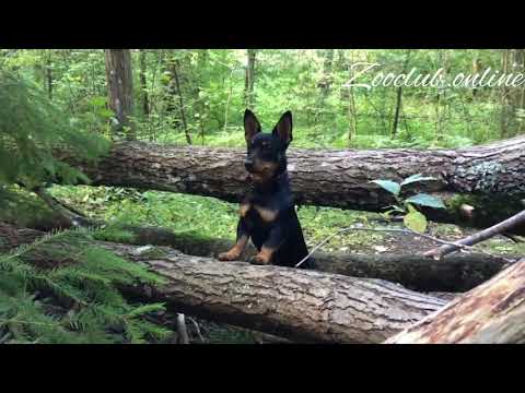 Ланкаширский хилер