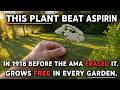 This Plant Beat Aspirin In 1918 Before The AMA Erased It. Grows Free In Every Garden.