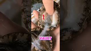 The Living Vault: Why Chefs Must Outsmart This Sea Snail#satisfying #facts #shorts