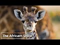 Crocodiles, Baboons, Zebras and More | The Africam Show