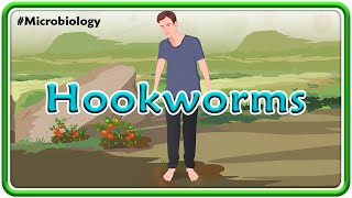 Hookworms Microbiology Animation | USMLE Step 1