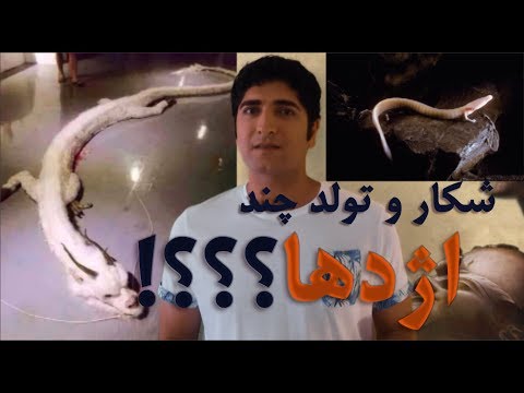 ماورای دانش شکار اژدها و تولد چند اژدها