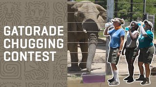 ELEPHANTS vs. KEEPERS - Ultimate Gatorade Chugging Challenge
Think our zoologists can outdrink our elephants in a Gatorade showdown? WATCH to find out who comes out on top in this thirst-quenching contest!
➡ Subscribe: http://bit.ly/SubscribeDallasZooTube
Follow the Dallas Zoo:
Official Site: http://bit.ly/DallasZooOfficialSite
Facebook: http://bit.ly/DallasZooFacebook
Instagram: http://bit.ly/DallasZooInstagram
Twitter: https://twitter.com/dallaszoo
TikTok: https://www.tiktok.com/@dallaszooofficial
Engaging People & Saving Wildlife ELEPHANTS vs. KEEPERS - Ultimate Gatorade Chugging Challenge