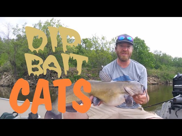 Dip Bait Cats - How to Fish for Mississippi River Channel Catfish using dip  bait 