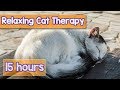 NEW, IMPROVED Relaxing Music for Cats! Calm Your Energetic Cat with this Soothing Music (2018) 🐕💤