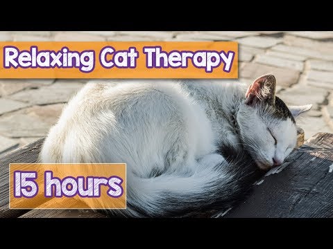 NEW, IMPROVED Relaxing Music For Cats! Calm Your Energetic Cat With This Soothing Music (2018) 🐕💤