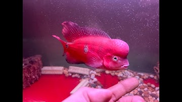 Khuyến Mãi Nhanh Tay Cá La Hán Khỉ Đỏ Chỉ Từ 400k 500k - Super Red Monkey Flowerhorn Viet Nam