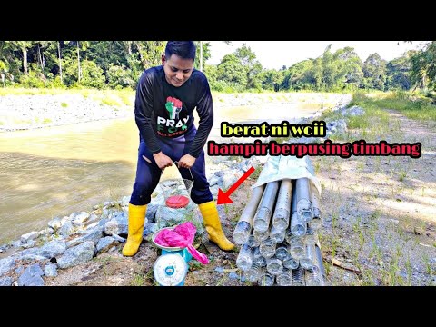 OPERASI Tukir BELUT Sederhana BESAR Di Tepian Sungai , HASIL PADU Jgk ...