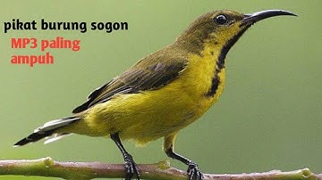 Suara pikat burung sogok Otong ribut paling ampuh 100 % anti zonkkkk !!!!