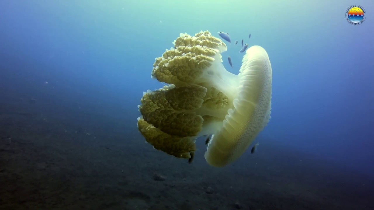 Jellyfish Don t Travel Alone Marine Life In Bali Scuba Diving With