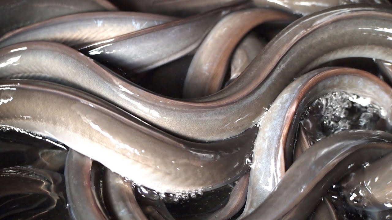 Grilled Eel Seafood Barbecue /Amazing Eels Cutting Skills Japan YouTube