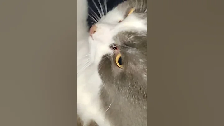 Watch the video about My lovely British Short hair demanding love from me😂 #cat #shorts #cute #britishshorthair