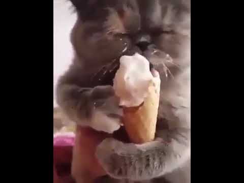 Video: Kuinka Kouluttaa Kissa Syömään