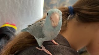 3 Parrotlet Trouble Taming Techniques #parrot_bliss #parrot #parrotlet #parrotlets