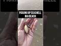 seashell😍 in beach #shorts #seashellhunting
