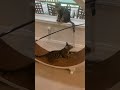 Cat Wheel 3