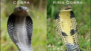 perbedaan ular king cobra dengan ular cobra jawa