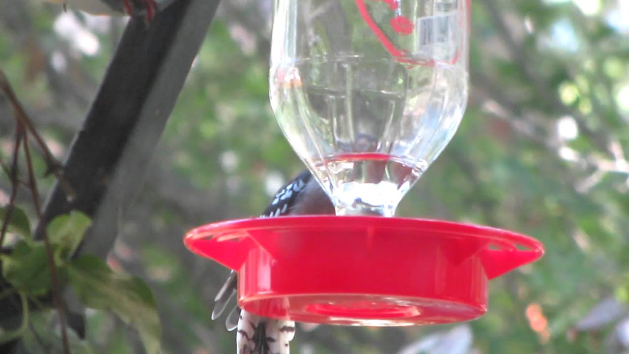 electronics Big Hummingbird...