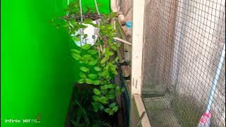 pleci gacor pancingan suara pleci...#plecigacor #plecimaniaindonesia