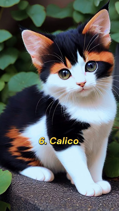 Top 10 most beautiful cat breeds in the world🥰🐈#shorts