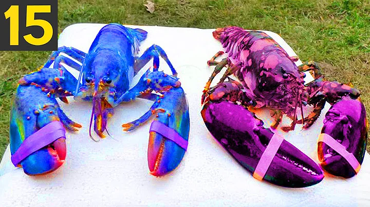 Top 15 MOST RARE LOBSTERS - Giant Rainbow Lobsters - DayDayNews