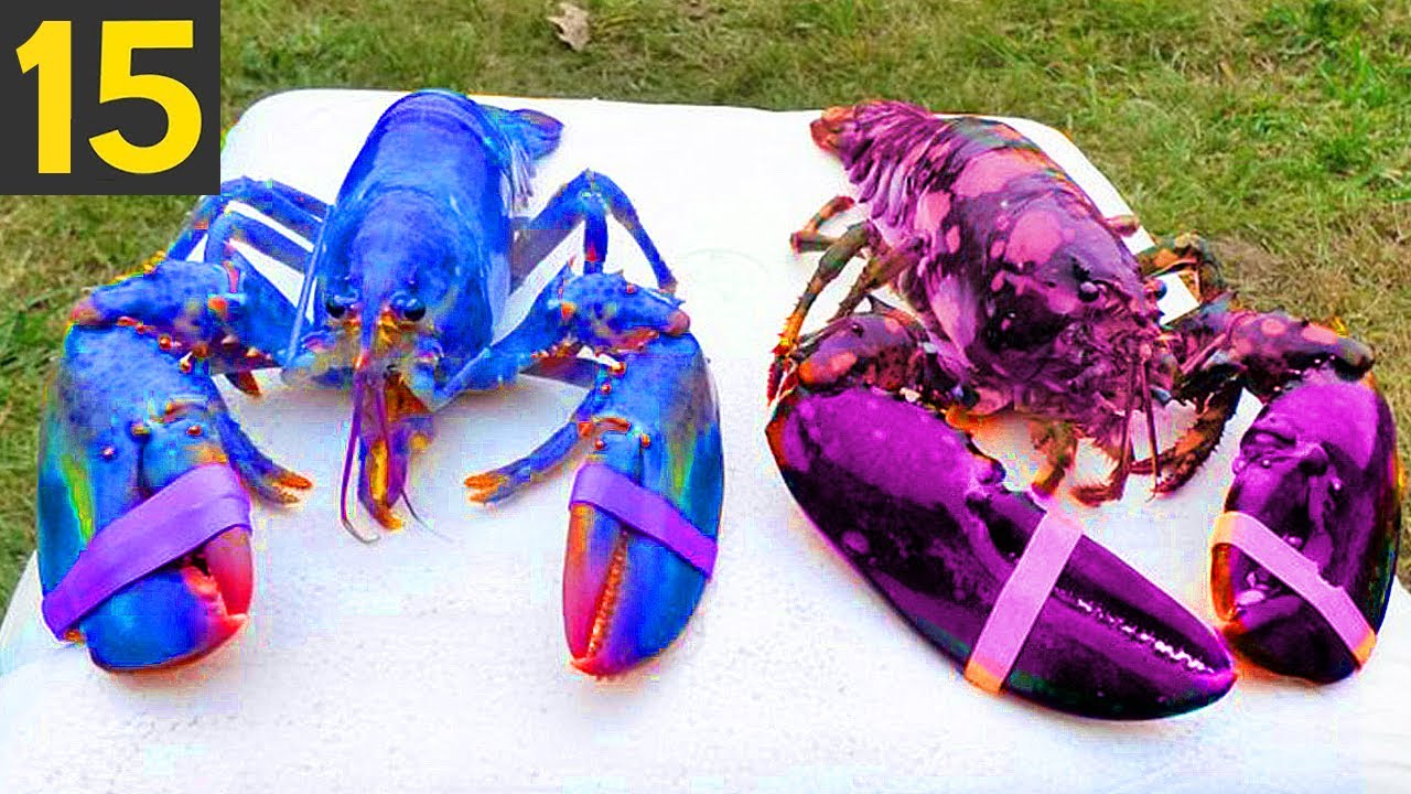 How Rare Is A Blue Lobster?