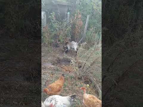 Беспощадное уничтожение #shortsfeed