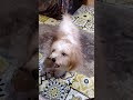 #My Dog