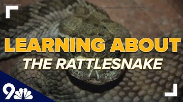 Time to start watching for rattlesnakes on Colorado trails