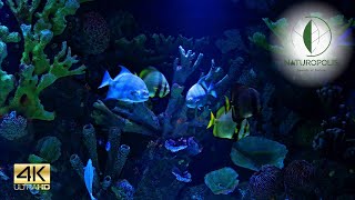 OCEAN AQUARIUM | Blue Coral Aquarium in 4K UHD | Sounds of Nature | Naturopolis