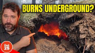 25 Burning Facts About Wildfires Guide