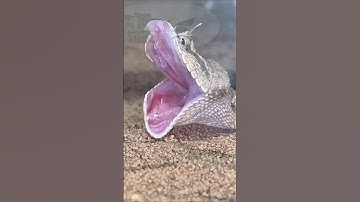FANGS Out Friday: Desert Horn edition #snakes #fang #venomoussnake