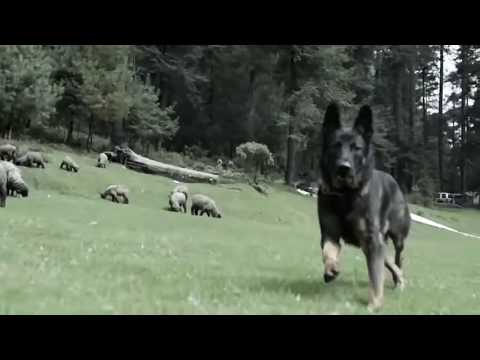 عباقرة الشر فى عالم الحيوانات