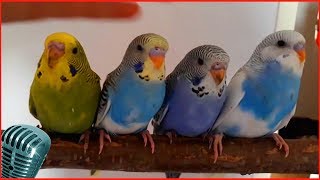 волнистые попугаи #4 видео слушать пение волнистых попугаев волнистые попугаи #4 видео слушать пение волнистых попугаев