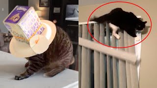 Cats Are Hilariously Clumsy | Funny Pet Videos