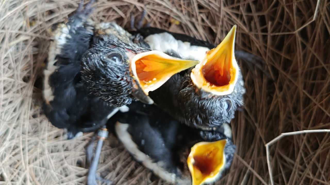 pancingan menaikan birahi suara burung kacer di tangkaran