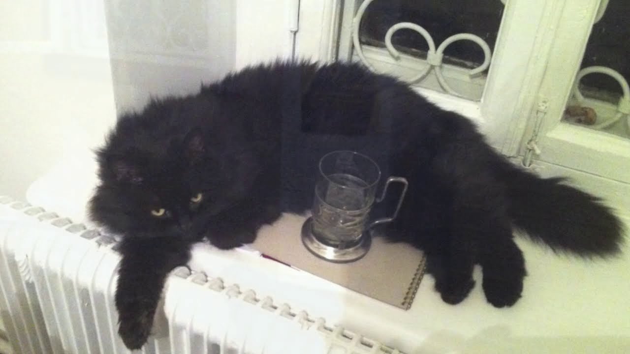 Кошка по имени Зикки