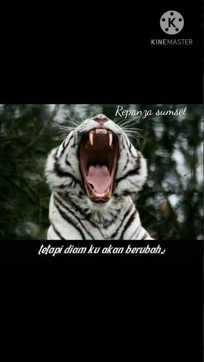 Story wa/Macan putih ||30 detik