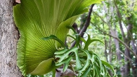 Cách xử lý lan ổ rồng khi mua về và ghép trên thân gỗ