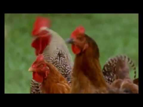 The Natural History of Chickens Full Documentary