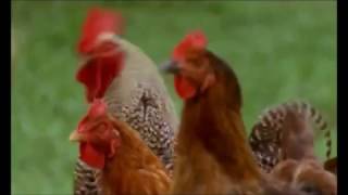 The Natural History of Chickens Full Documentary