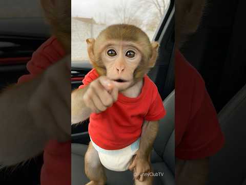 قرد صغير في السيارة