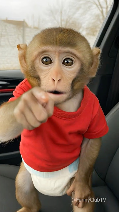 baby monkey in the car 🚗