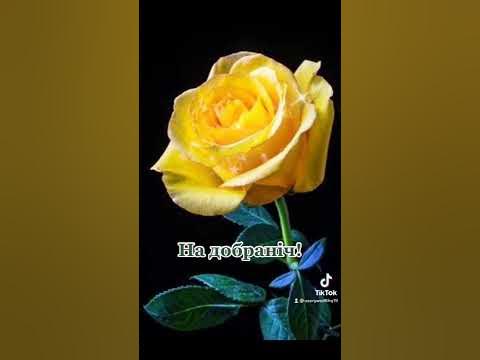 #надобраніч - YouTube