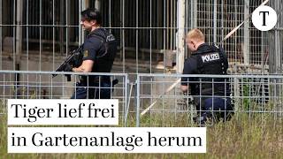 Tiger-Ausbruch nahe Leipzig: Helfer schwer verletzt – Tier erschossen